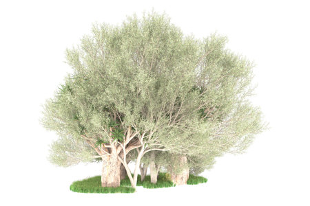 Olive tree isolated on white background. 3d rendering. Computer digital drawing.の写真素材