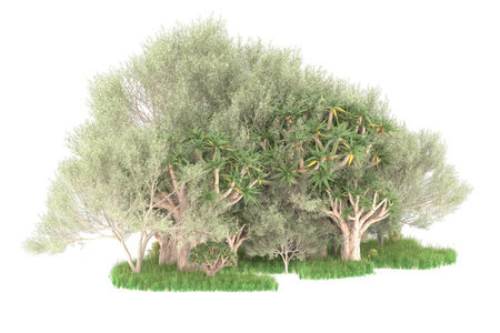 Olive trees isolated on white background. 3d illustration rendering.の写真素材