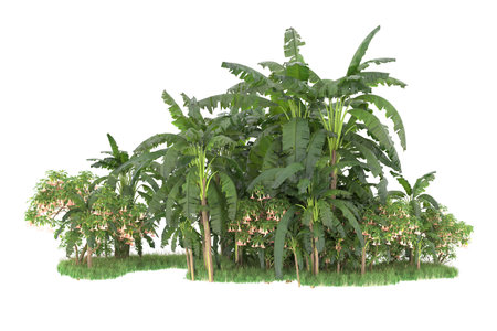 3D rendering of a banana tree isolated on white backgroundの写真素材