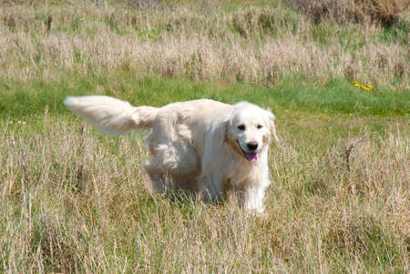 golden retriever