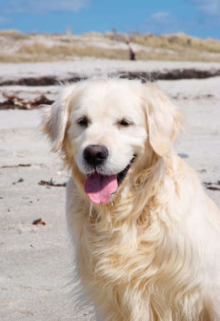 golden retrieverの写真素材