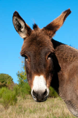 a donkey