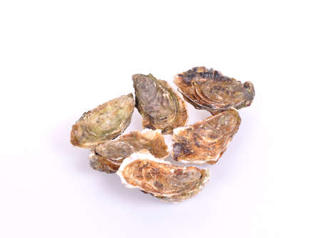 Oysters on white backgroundの写真素材