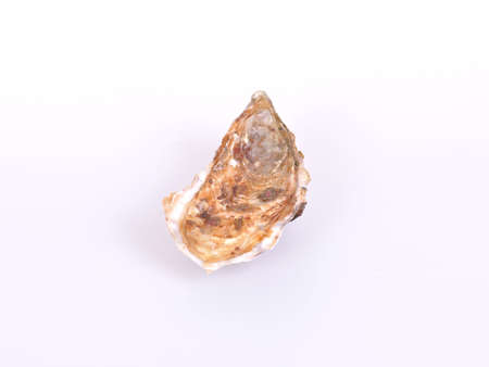 Oysters on white backgroundの写真素材