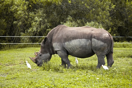 Hippopotamus with friendsの写真素材