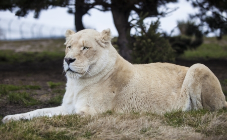 Lion sitting on grassの写真素材