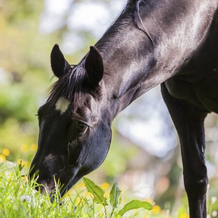 Horse eatingの写真素材