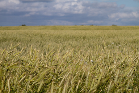 wheatfieldの写真素材