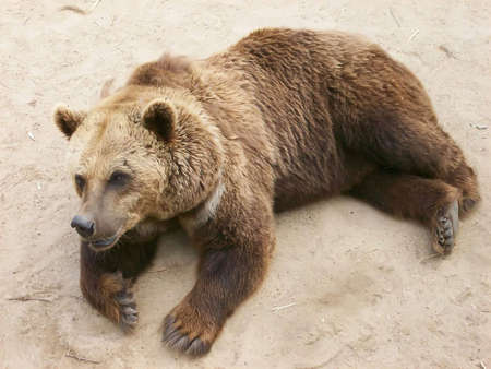 Brown bearの写真素材