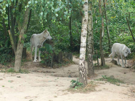 Wolves at the entrance of a wood