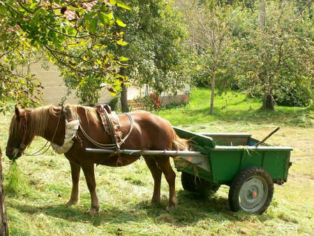 Horse pulling a cart in a field for gathering herbsの写真素材