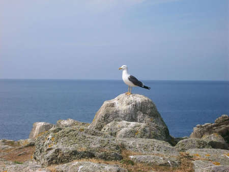 Seagull waiting on a rock  in front of the oceanの写真素材