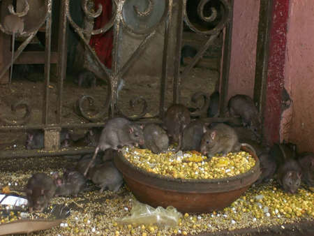 Rats who eat corn at temple with sacred rats in Deshnoke in Indiaの写真素材