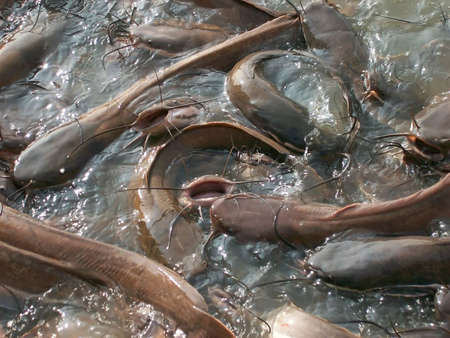 Catfish at lake Gadi Sagar in Jaisalmer city in india