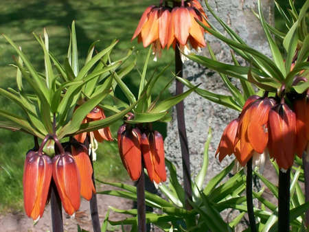 Flower called Fritillaria Emperialisの写真素材