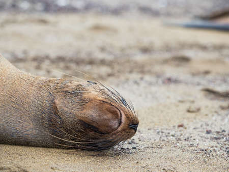 Close up of sleeping sea lion resting on another on the beach at Punta Cormorant on Floreana Island in Galapagos Ecuadorの写真素材