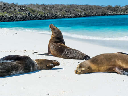 Sea lions sleeping and posing on beach at Gardner Bay on Espanola Island in Galapagos Ecuadorの写真素材