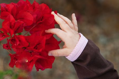A child?s hand reaches out to touch the petals of a red bougainvillea flower. The child is wearing a brown shirt with pink trim.の写真素材