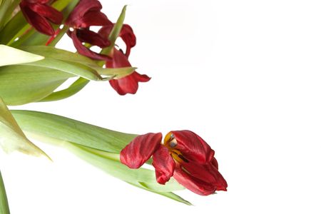 Bunch of wilted red tulips on a white background.の写真素材
