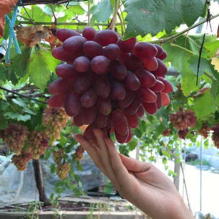 Harvest grapes