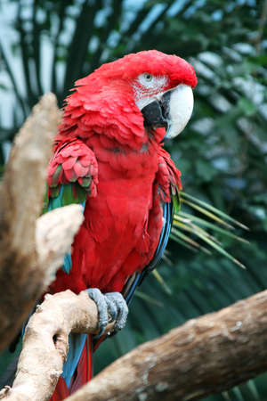 Parrot