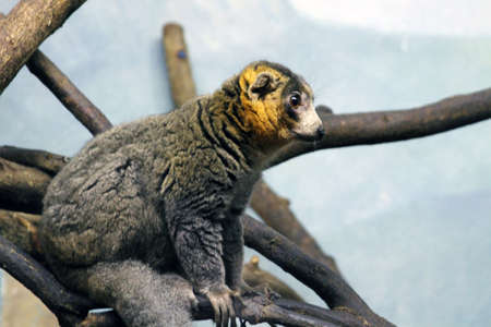 Lemur