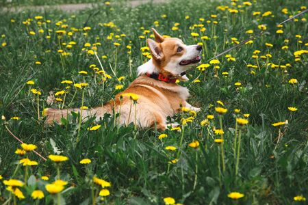 Happy corgi dog sitting in dandelions in the grass smiling in springの写真素材