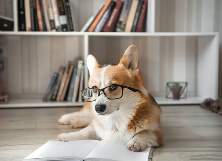 Corgi dog in glasses lying reading a book in a light roomの写真素材