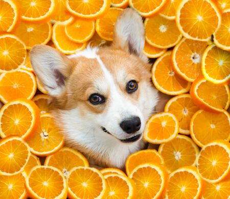 Funny corgi dogs head in orangesの写真素材