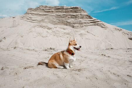 Dog sitting in white sand with blue sky on the backgroundの写真素材