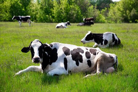 Black and white cow lying in field herding on the green grass with cows on backgroundの写真素材