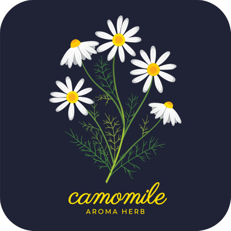 Camomile herb bouquet. Original, hand-drawn vector illustration. Ideal for packaging, SPA, baby products, tea, healthcare, etc. Flower Camomile, Chamomile. Summer daisy herb.のイラスト素材