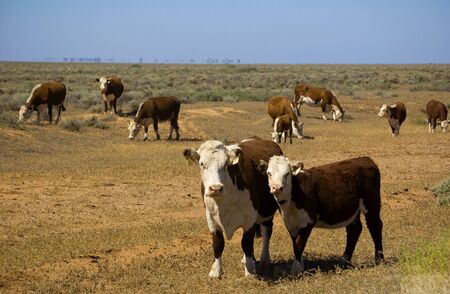cow and calf の写真素材