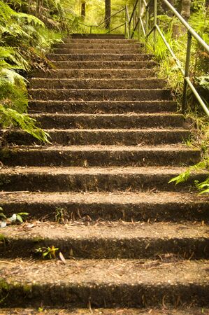 stairs going up through rain-forestの写真素材
