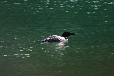 Lonely Loonの写真素材