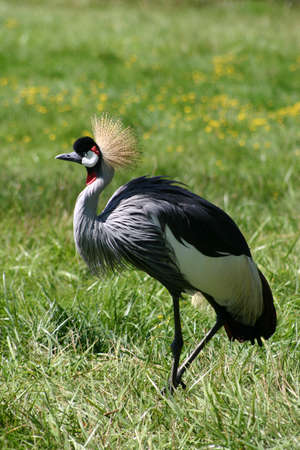 East African Crown Crane