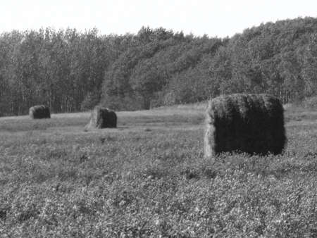 Bails of hay in the fallの写真素材