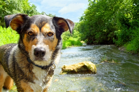 A close up of a wet German Shepherd mix Dog standing in a rocky ricver in the woods on a summer dayの写真素材