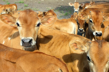 A group of tan colored baby Jersey Cows are standing outside on a farm, looking at the cameraの写真素材