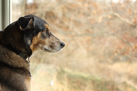 a large, black, German Shepherd mix dog is sitting inside his house, looking out the window at the autumn foliageの写真素材