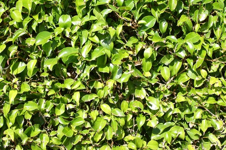 a background of bright green Boxwood shrub privacy hedge is shining in the sun