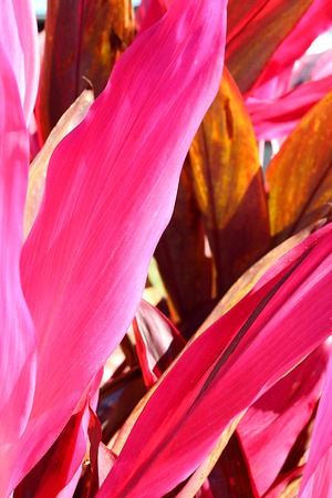 a close up of the hot pink leaves of a tropical Cordyline Fruticosa Red Sister plantの写真素材