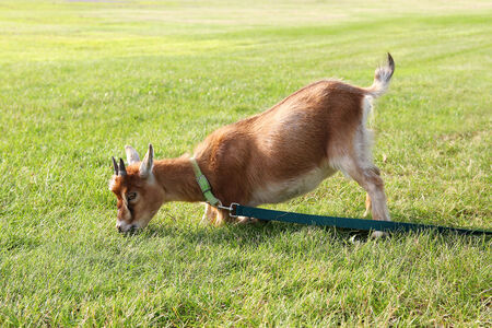 A hungry brown pet goat is pulling on his leash trying to get to greener grass to eat.の写真素材