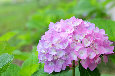 Light Pink Endless Summer Hydrangea flowers frame a green leaf background の写真素材