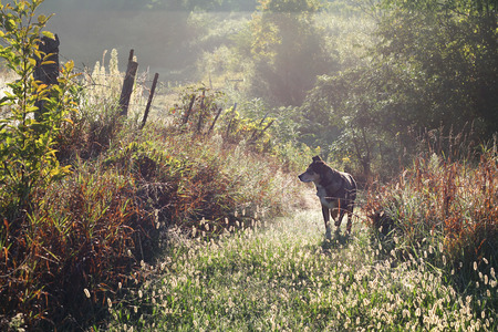 A black German Shepherd mix dog is walking on a country path on a foggy and dewy morning at sunrise.の写真素材