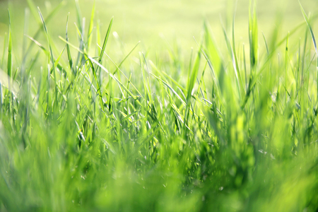 Close up on background of long blades of green grass in the lawn, with blurred bokeh edges.