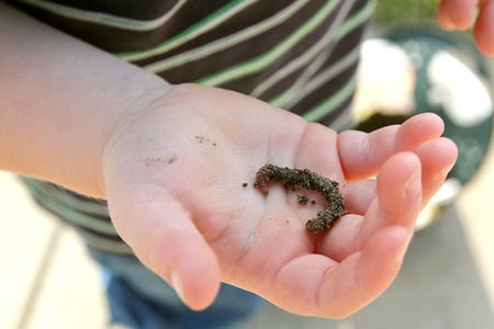 The Hand of a Young Child Holding Dirty Earth Worm before going fishingの写真素材