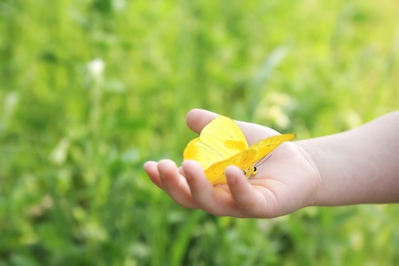 Toddler Child's Hand Holding Orange Barred Sulphur Butterfly Outside in the Woods.の写真素材