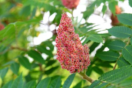 close up on the fuzzy pink red seed clusters on a Staghorn Sumac tree growing in the wild in the woods.の写真素材