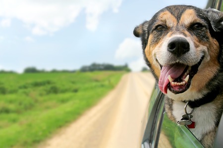 A happy German Shepherd Mix breed dog is hanging is tounge out of his mouth with his ears blowing in the wind as he sticks his head out a moving and drving car window.の写真素材